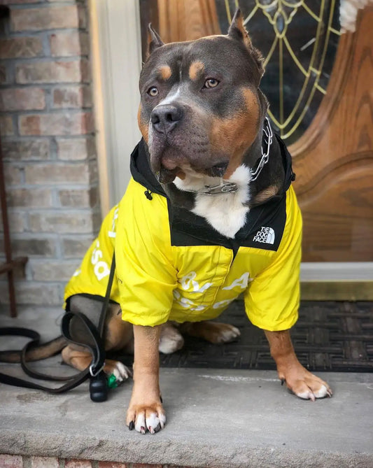 Waterproof Dog Face Windbreaker